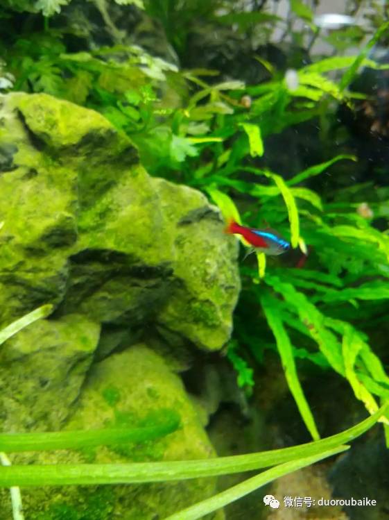 入多肉坑那些年踩过的误区,自从入了多肉坑