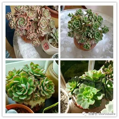 入多肉坑那些年踩过的误区,自从入了多肉坑