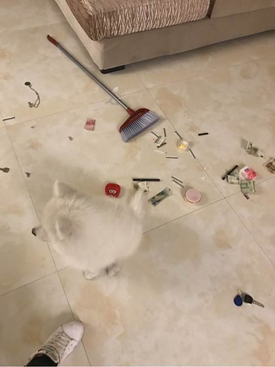 萨摩耶在家乱拉怎么办,萨摩耶随地大小便不给饭吃