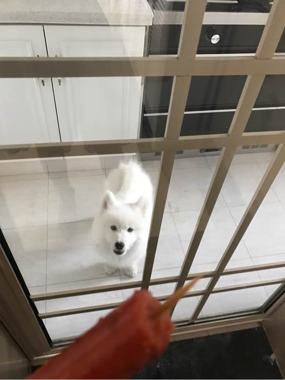 萨摩耶在家乱拉怎么办,萨摩耶随地大小便不给饭吃