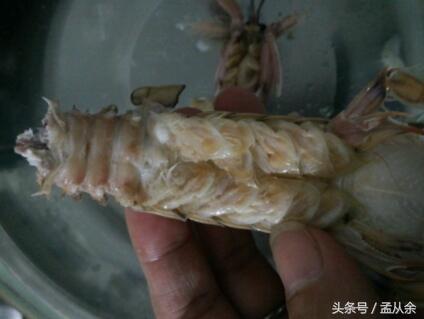 煮几分钟的爬虾最好剥,剥爬虾的正确方法视频