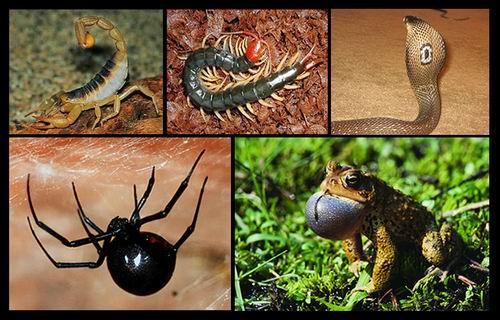 夏天来了家里的虫子好多怎么办,夏天要来了小心蚊虫