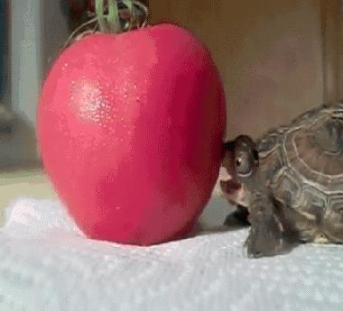 心急吃不了热豆腐里的男孩是谁,心急吃不了热豆腐大哥