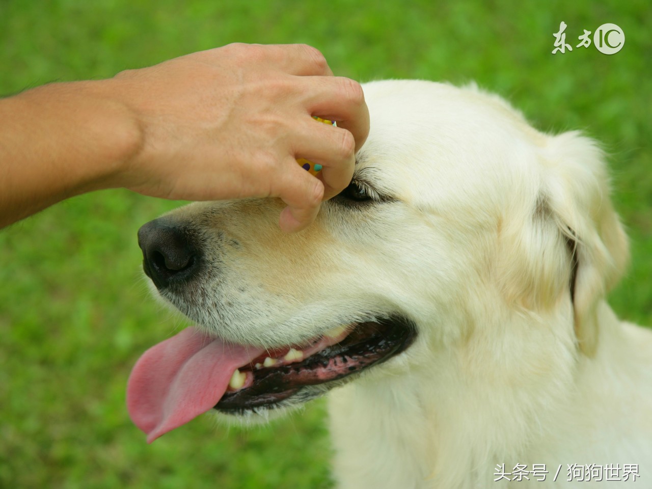 狗狗知识犬瘟,狗狗专用跳蚤药