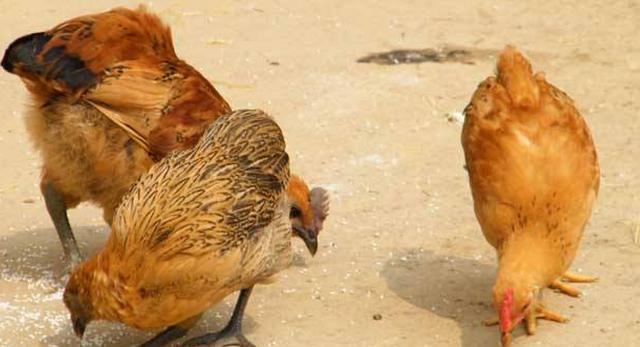 土鸡养了两年才三四斤,土鸡散养好养吗