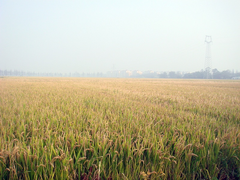 浅谈军粮一(纯干货)