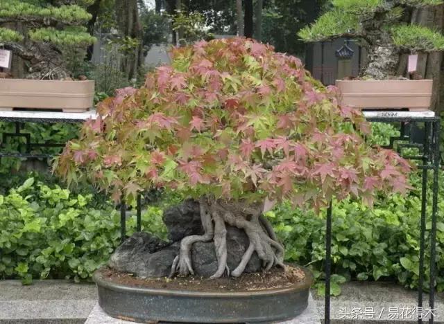 唐枫鸡爪槭红枫三角枫区别,鸡爪槭和红枫还有三角枫