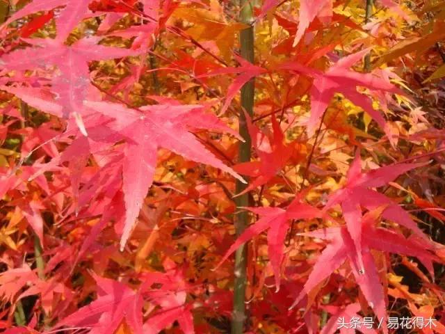唐枫鸡爪槭红枫三角枫区别,鸡爪槭和红枫还有三角枫