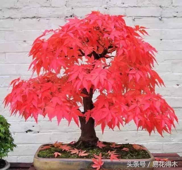 唐枫鸡爪槭红枫三角枫区别,鸡爪槭和红枫还有三角枫