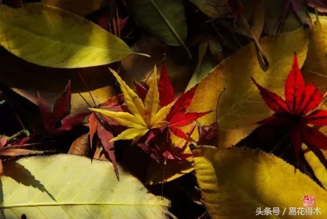 唐枫鸡爪槭红枫三角枫区别,鸡爪槭和红枫还有三角枫