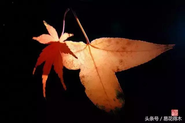 唐枫鸡爪槭红枫三角枫区别,鸡爪槭和红枫还有三角枫