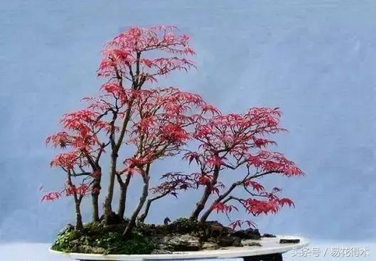 唐枫鸡爪槭红枫三角枫区别,鸡爪槭和红枫还有三角枫