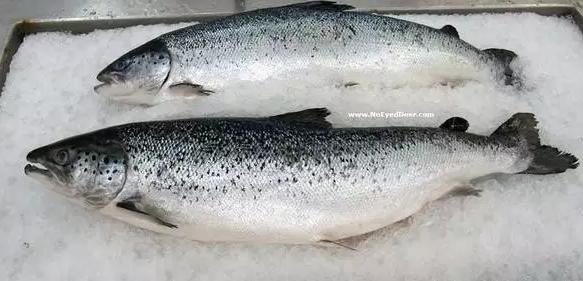 澳洲三文鱼泛滥原因,澳洲三文鱼泛滥没人吃