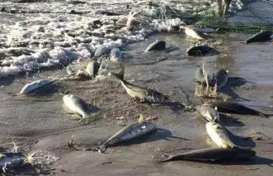 澳洲三文鱼泛滥原因,澳洲三文鱼泛滥没人吃