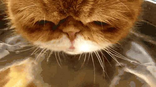 经验修补可以修复哪些道具,脸部屏障受损修复过程图