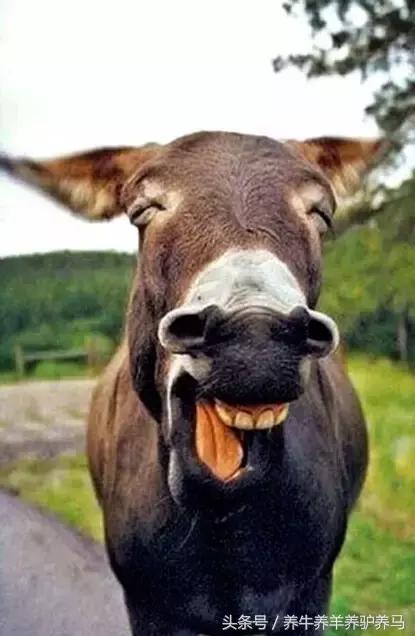 驴关节炎最好治疗方法,驴病防治方法