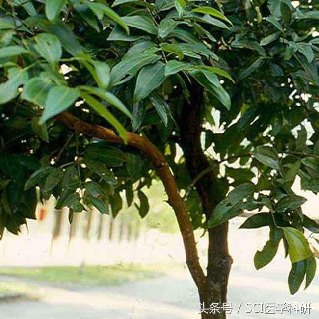 科研新发现:吃肉桂可以提高人的学习能力