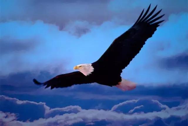 tcl又想重振江湖,tcl如何崛起的