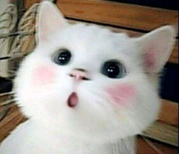 天价鱼视频,广西一小伙卖出500元天价鱼