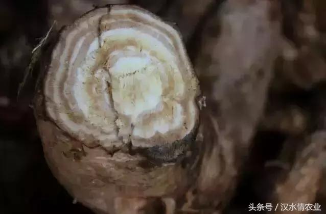 天然的血管支架,被称为血管天然支架的药材是