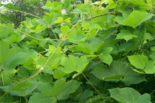 被称为天然血管支架的药是什么药,血管支架可以降三高吗