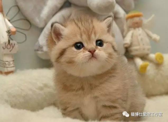 怎么看猫咪有没有猫藓啊,你的猫咪有什么坏习惯