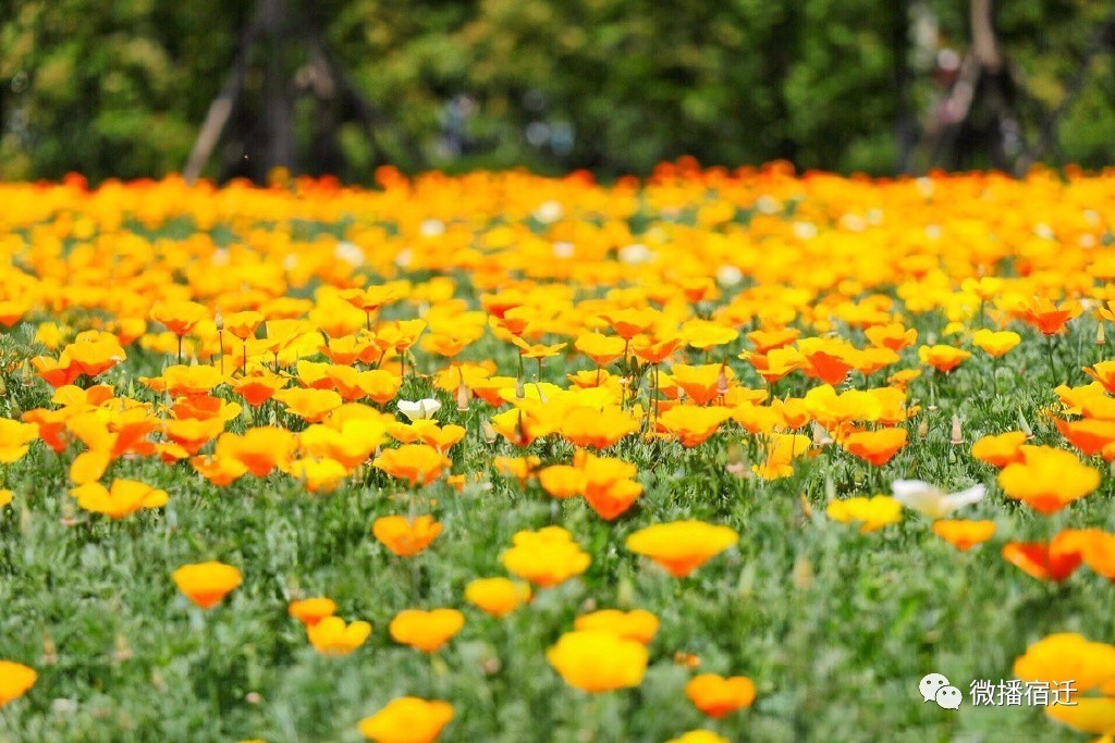三台山五月盛开的花,5月宿迁三台山开什么花