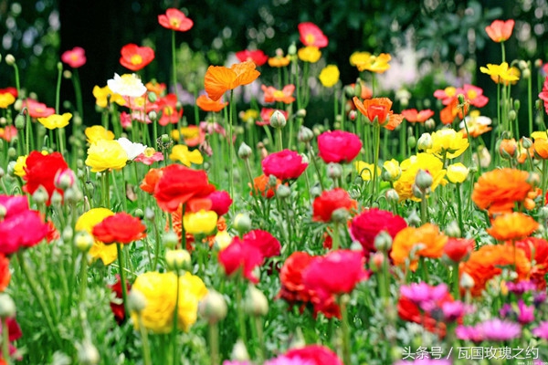 如何延长鲜切花花期,弗朗鲜切花花期长吗