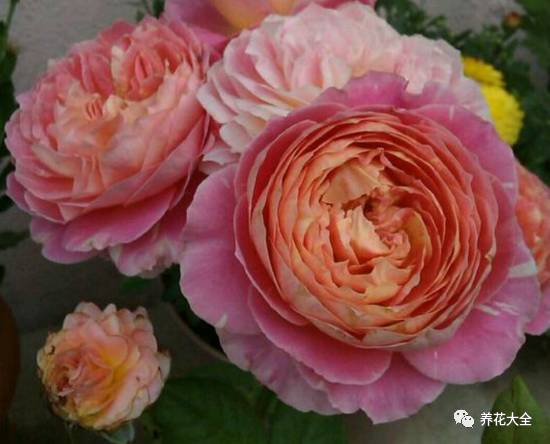 最美的十款月季品种推荐 (十种绝美的月季)