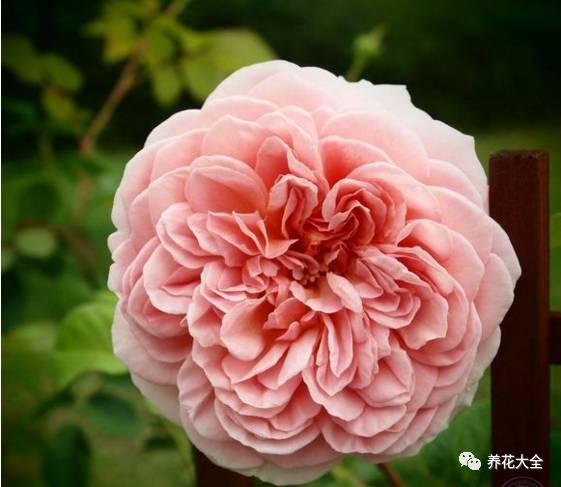 最美的十款月季品种推荐 (十种绝美的月季)