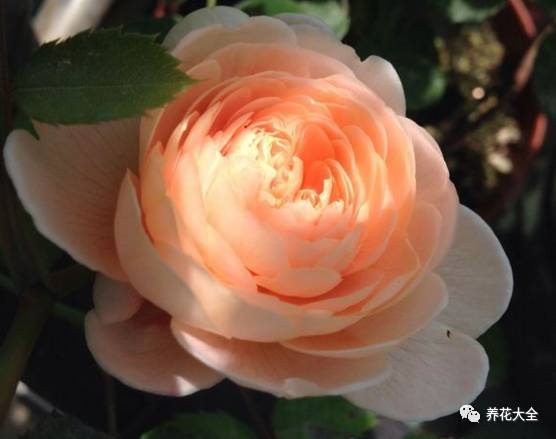 最美的十款月季品种推荐 (十种绝美的月季)