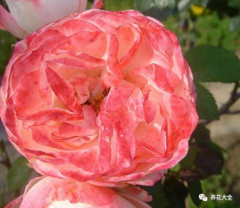 最美的十款月季品种推荐 (十种绝美的月季)