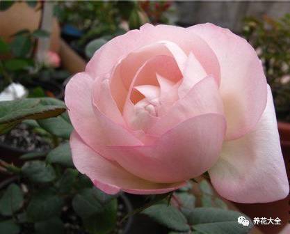 最美的十款月季品种推荐 (十种绝美的月季)