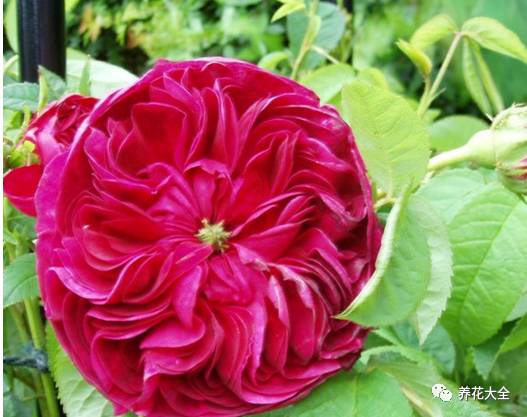 最美的十款月季品种推荐 (十种绝美的月季)