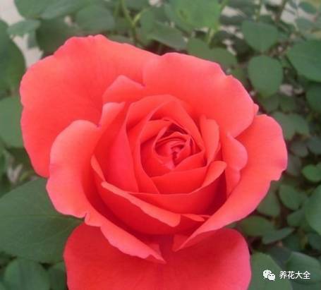 最美的十款月季品种推荐 (十种绝美的月季)