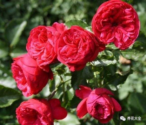 最美的十款月季品种推荐 (十种绝美的月季)