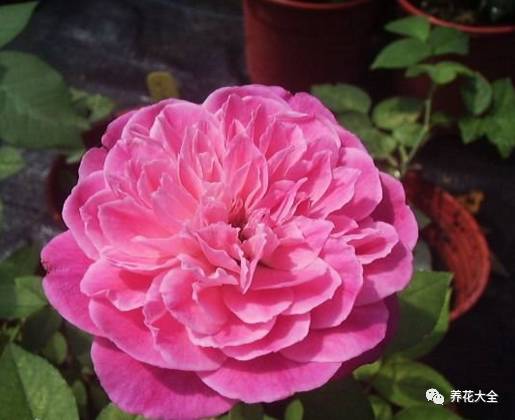 最美的十款月季品种推荐 (十种绝美的月季)