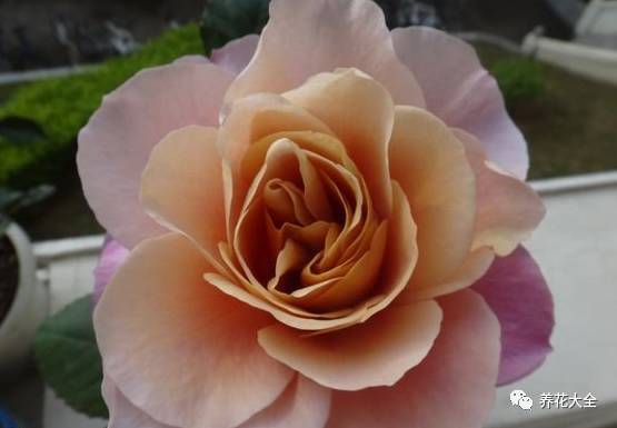 最美的十款月季品种推荐 (十种绝美的月季)