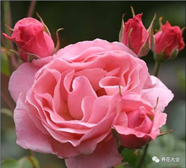 最美的十款月季品种推荐 (十种绝美的月季)