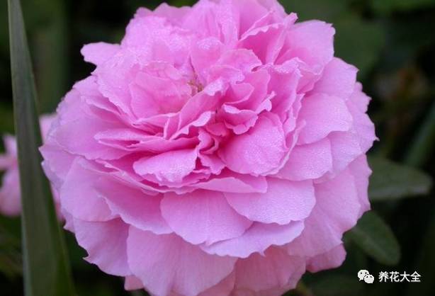 最美的十款月季品种推荐 (十种绝美的月季)