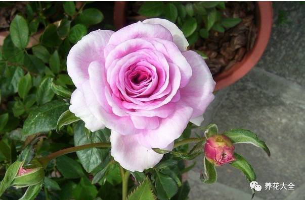 最美的十款月季品种推荐 (十种绝美的月季)