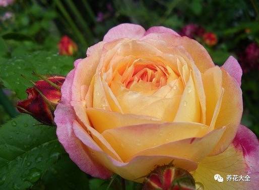 最美的十款月季品种推荐 (十种绝美的月季)