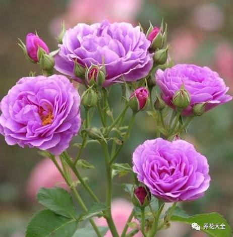 最美的十款月季品种推荐 (十种绝美的月季)