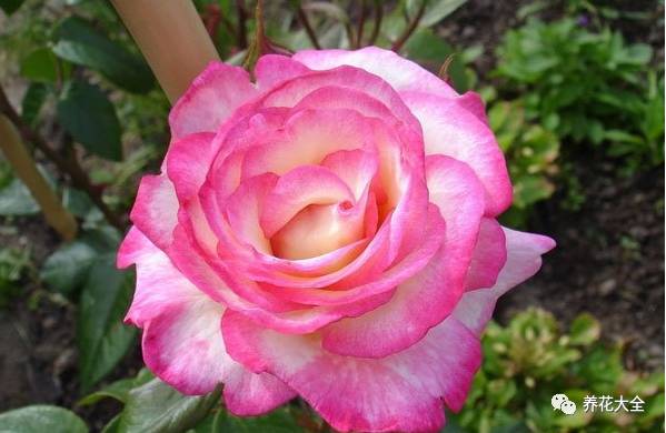 最美的十款月季品种推荐 (十种绝美的月季)