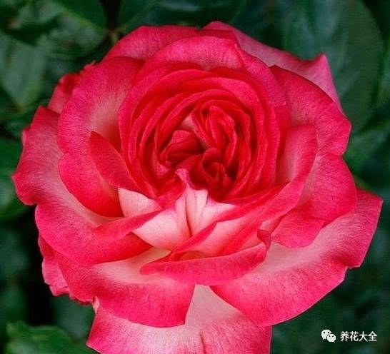 最美的十款月季品种推荐 (十种绝美的月季)