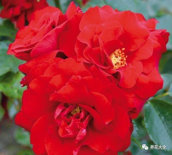 最美的十款月季品种推荐 (十种绝美的月季)