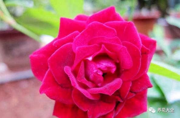 最美的十款月季品种推荐 (十种绝美的月季)