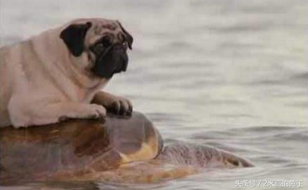 狗狗骑主人胳膊怎么纠正,狗狗跨骑运动