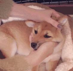 简单粗暴撸狗,撸狗的正确撸法