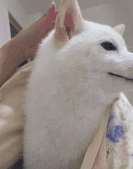 简单粗暴撸狗,撸狗的正确撸法